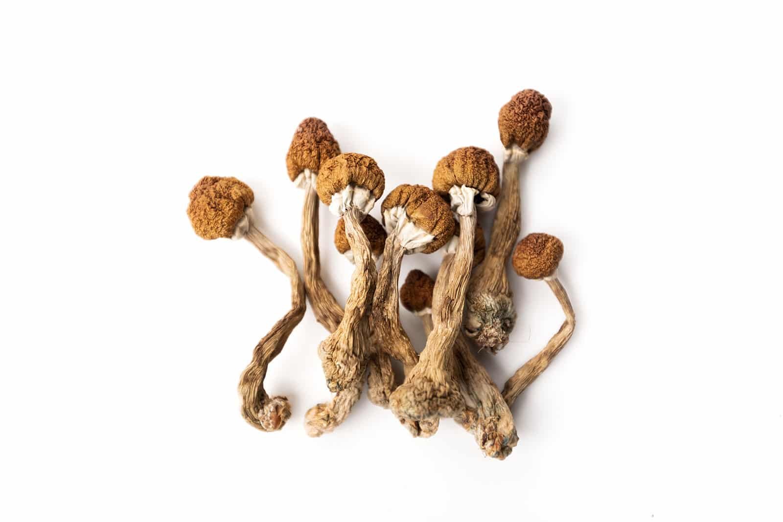 Buy Magic Mushrooms Online in Canada