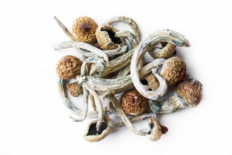 Magic Mushroom