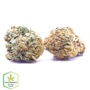 Budget Oz - Gigabud