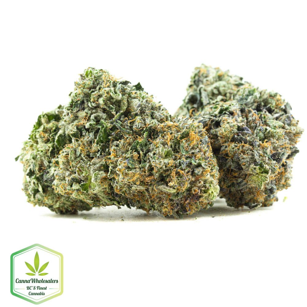 Budget Oz - King Louis