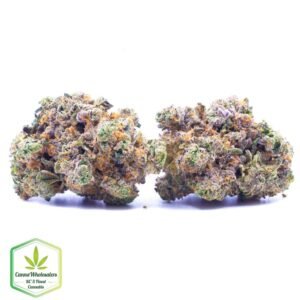 Budget Oz - Purple Moby Dick - Craft Gardens